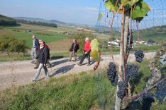 erntereife Klettgauer Reben erntereife Klettgauer Reben
