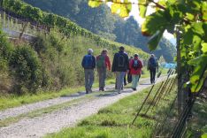 Wanderung durch die herbstlichen Reben Wanderung durch die herbstlichen Reben
