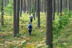 Die unendlichen Föhrenwälder des Baltikums Die unendlichen Föhrenwälder des Baltikums