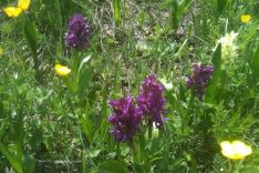 Holunderorchis am Maglic Holunderorchis am Maglic