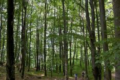 Wanderung im Buchenwald Whoka, Ukraine Wanderung im Buchenwald Whoka, Ukraine