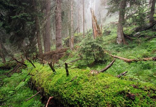 Wie ein dichter Pelz wuchern Moose auf dem toten Stamm im Scatlè-Urwald. Vielleicht spriessen auf dem gefällten Baum schon bald junge Fichten, totes Holz gehört zu ihren favorisierten Plätzen.