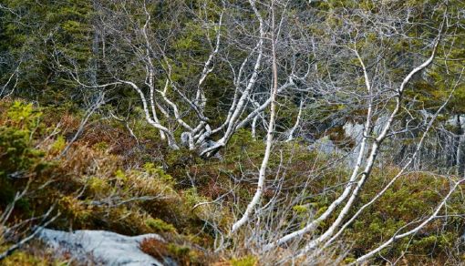 Im Bödmerenwald: Die Moorbirken kämpfen erfolgreich um ihre Existenz