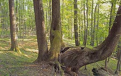 Urwälder Osteuropas